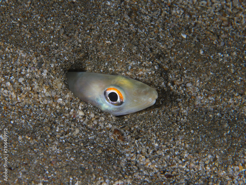 Fotografie Balearic conger eel