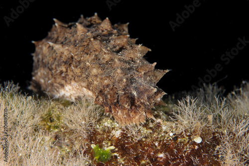 Obraz na płótnie Sea cucumber from the Mediterranean Sea