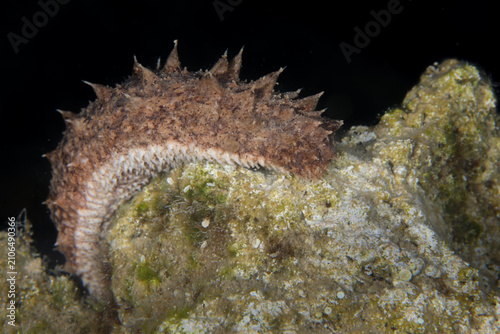 Bild auf Leinwand Sea cucumber from the Mediterranean Sea