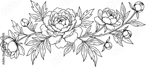 Detailed peony branch line art illustration with lush flowers and foliage, hand-drawn botanical sketch on white background