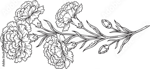 Detailed hand drawn carnation floral spray line art illustration for botanical design, wedding decor, and stationery