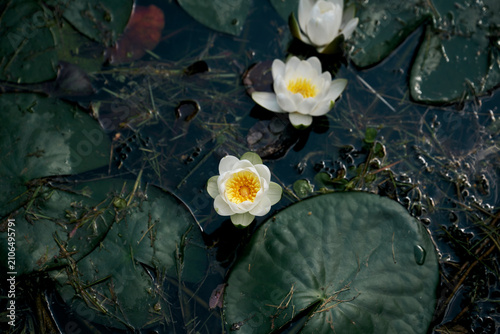 Foto White water lilies blooming on a calm pond surrounded by green lily pads