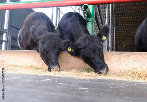 Fotografie Black Angus cows eating dry hay inside a modern livestock farm barn
