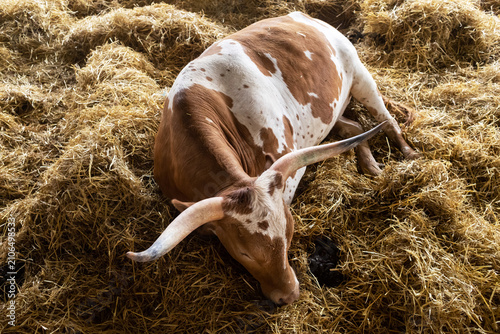 Slika na platnu A Texas Longhorn cow resting comfortably on fresh straw inside a clean barn on a dairy farm