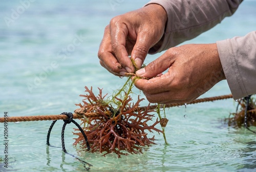 Worker gathering red algae from ocean cultivation line