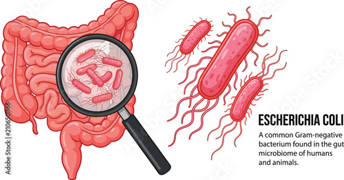 Foto Escherichia coli bacteria in human intestines, vector illustration of gut microb