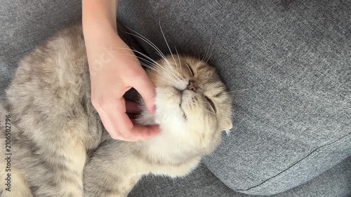 Hand scratching cat chin on sofa, affectionate pet moment close up