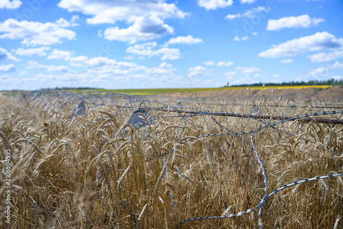 Fortification line with dragon teeth and barbed wire crossing a ripe wheat field in Ukraine during war. 