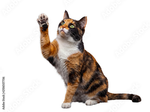 A captivating calico cat with expressive green eyes, sitting and playfully raising its paw, looking upwards.