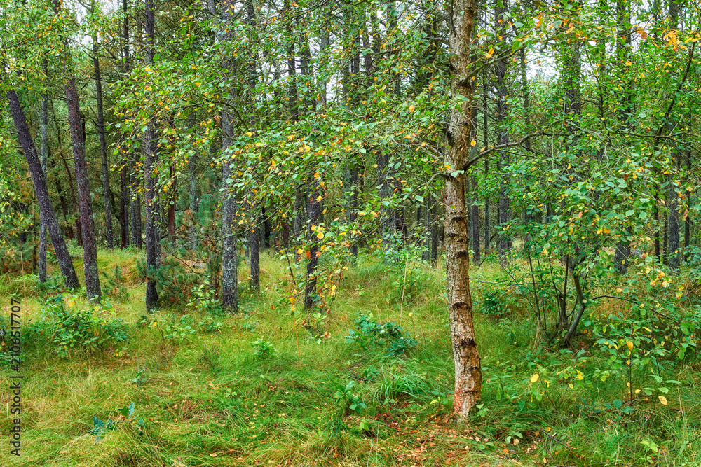 Obraz premium Colorful, natural and beautiful forest with tree leaves falling in autumn as seasons change in nature. Landscape of tall plants in green meadow in the woods on a bright sunny day in the countryside