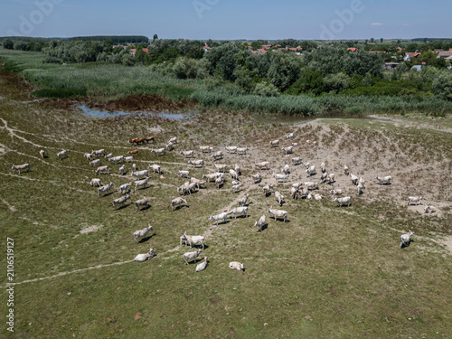 Obraz na plátně Herd of hungarian grey cattle grazing dry pasture