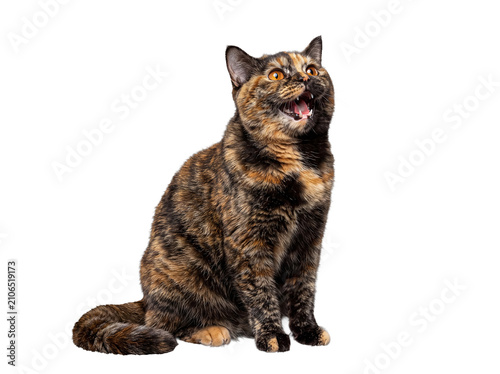 Canvastavla Distinctive tortoiseshell cat sitting with mouth open, looking upwards, isolated on a transparent background