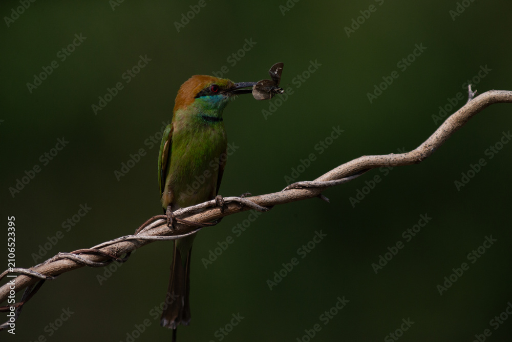 Obraz premium Asian Green Bee-eater (Merops orientalis) holding fresh dragonfly prey in beak resting on branch in wild nature habitat