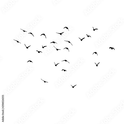Fotografía flock of birds