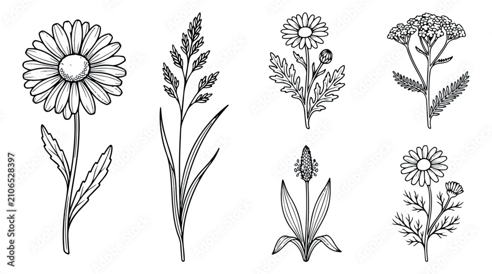 Fototapeta premium Vintage botanical wildflower sketches, 6 hand drawn floral line art elements, black and white meadow herb vector set for wedding invitations