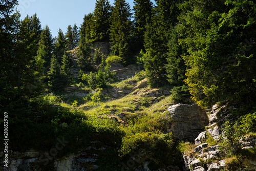 Fotografía Schweizer Hügel Wald