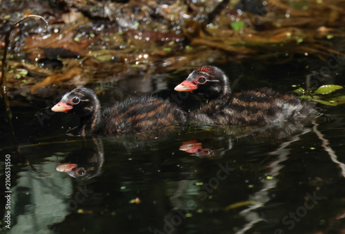 Two cute Little Grebe chicks, Tachybaptus ruficollis, swimming on the New River.