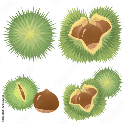 밤송이 chestnut bur illustration