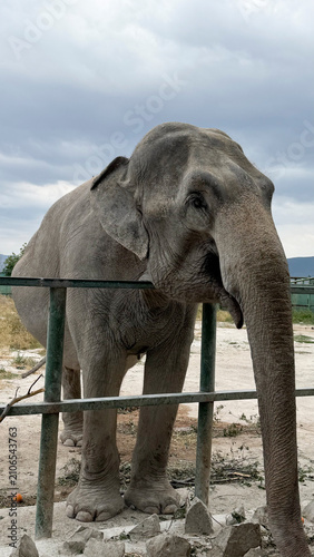 Photography Asian Elephant Standing in Wildlife Park