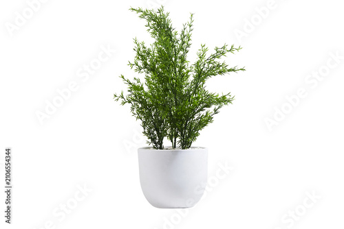 Potted Green Houseplant In White Pot On White Background Minimal Indoor Decor