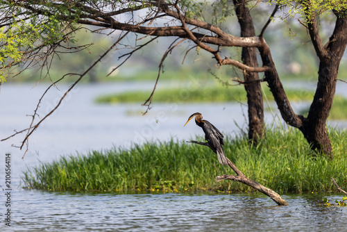 Canvas Print An oriental darter perched on a bare branch above the wetland water
