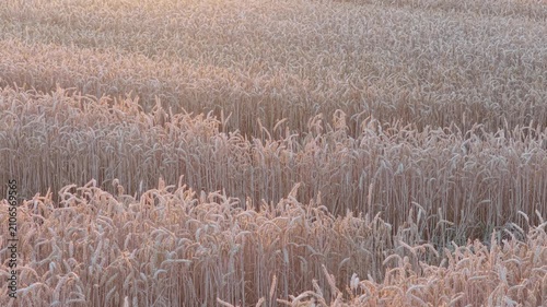 Wheat field close-up in summer in germany 
