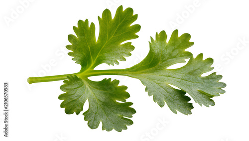 Obraz na plátně Isolated fresh coriander herb leaf, natural and healthy aromatic seasoning