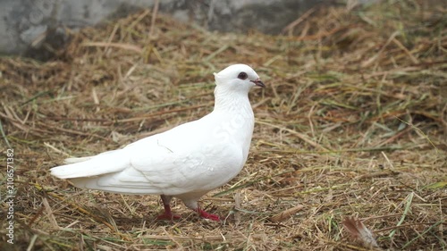 White Pigeon Walking on Straw Hay and Taking Off to Fly Away