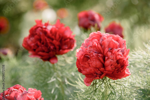 Fotografija Close-up of blooming Paeonia tenuifolia Rubra Plena, a double red fernleaf peony, growing in a sunny garden