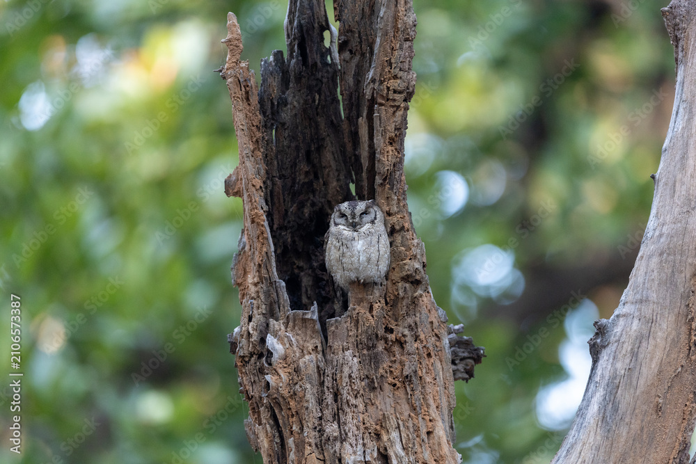 Obraz premium Indian scops owl roosting in the hollow of a dead tree trunk. Bandhavgarh National Park Madhya Pradesh India.