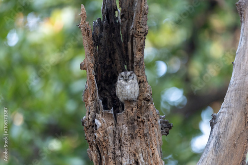 Фотография Indian scops owl roosting in the hollow of a dead tree trunk