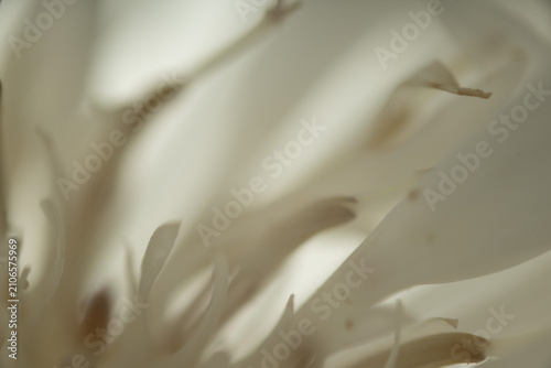 Valokuva blume weiß makro nah natur