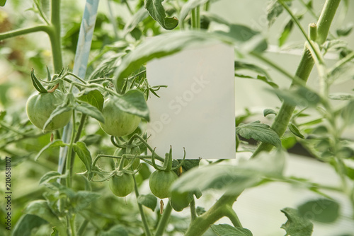 Tomato plants growing in a greenhouse with new green fruits on the vines