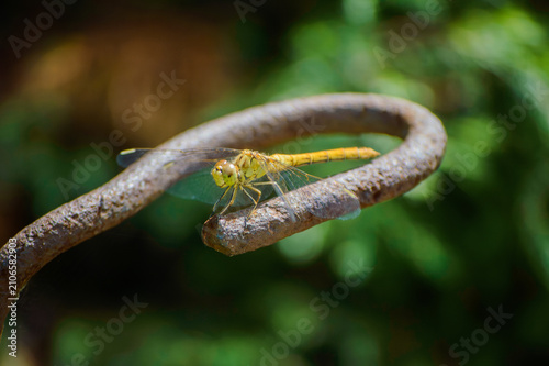 yellow dragonfly on a green background