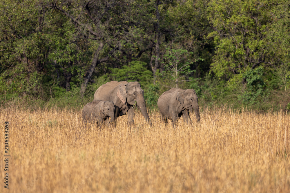 Obraz premium Asian elephant herd with a calf moving through tall dry grassland. Jim Corbett National Park Uttarakhand India.