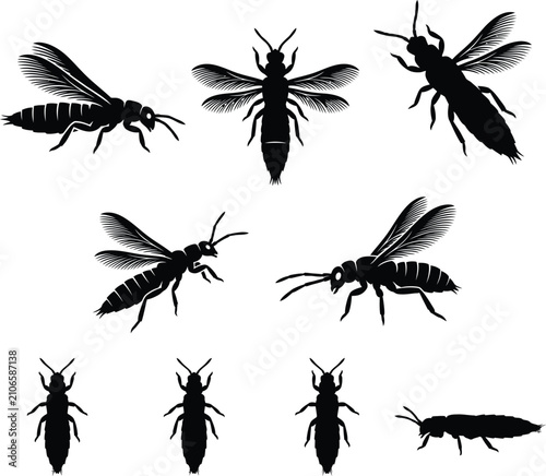Black Water Thrips Insect Silhouette Pattern Vector Illustration Set On Clean White Background Design
