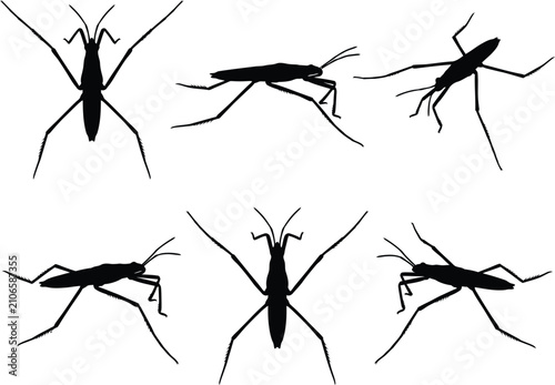 Black Water Strider Insect Silhouette Pattern Vector Illustration Set On Clean White Background Design