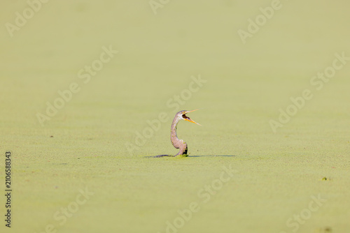 Fotografie Oriental darter with bill open holding its neck above a duckweed pond