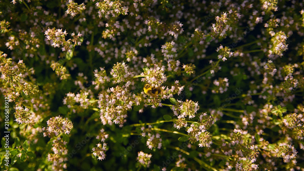 Obraz premium Fuzzy bumblebee gathering nectar from tiny pale pink wildflowers in sunlit herb garden, top view with soft green foliage, delicate blossoms, warm afternoon glow