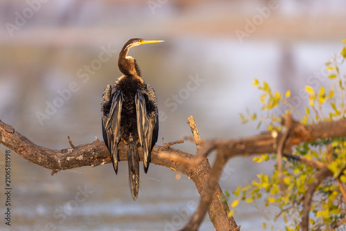 Cuadro en lienzo Oriental darter sunning on a bare branch above a lake