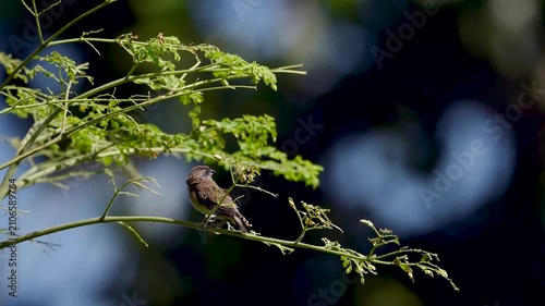 A juvenile scaly-breasted munia briefly perches on a slender moringa tree branch while learning to fly, surrounded by fresh green leaves in bright natural sunlight.