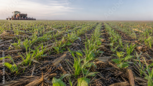 Mixed Cover Crop Emerges Through Retained Field Residue