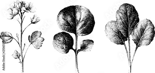 Black and white stipple botanical illustration of upland cress winter cress and creasy greens for botanical print and background design