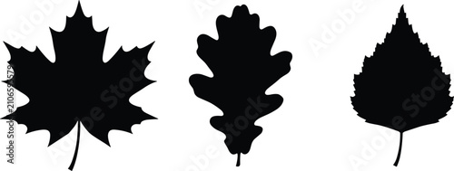 Fotografie Autumn Leaf Silhouette Vector Set with Maple Oak and Birch Leaves Isolated Desig