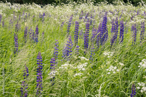 Konstfotografi Horizontal view of purple lupines and tall grasses swaying in the wind, creating a dynamic natural scene