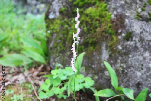 螺旋階段のように咲く山野草のネジバナ