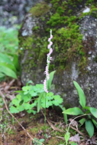 螺旋階段のように咲く山野草のネジバナ