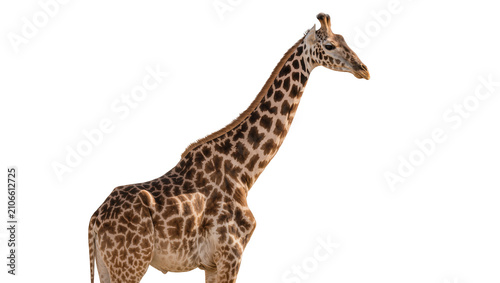 Isolated giraffe standing, elegant profile view of a majestic African wild animal looking right.