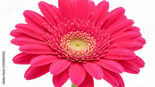 Close up of pink Gerbera daisy flower on white background