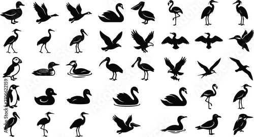 A collection of various bird silhouettes on a white background